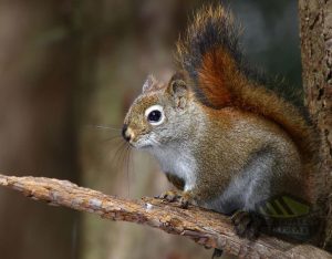 red-squirrel-wildlife-removal-vaughan