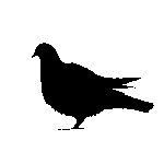 birds control vaughan