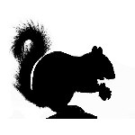 squirrel control