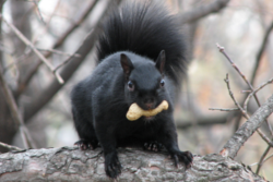 black squirrel removal Vaughan 