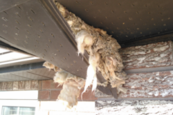 complete wildlife exclusion and removal Vaughan