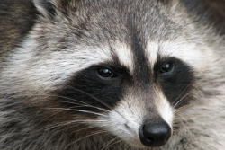 raccoon removal and control Vaughan