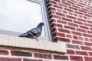 Bird-wildlife-removal-vaughan