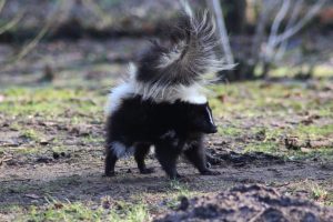 skunk-wildlife-removal-vaughan