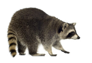raccoon removal vaughan