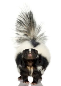 skunk control vaughan